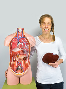 医疗的荷兰妇女将肝脏放在人体躯附近的身上疾病的图片