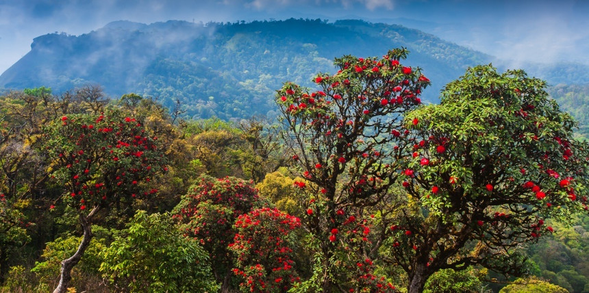 亚洲薄雾在山峰上盛开喜马拉雅山季盛放红罗多登花朵的风景喜马拉雅山岭图片