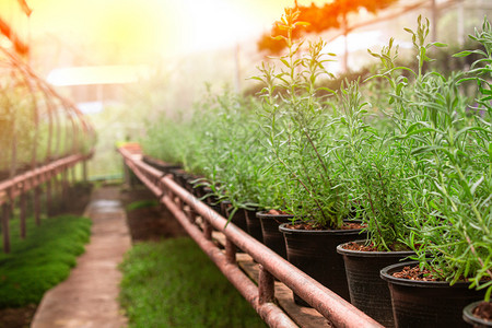 园丁土壤生长在温室塑料锅中种植供或出售的年轻物以用于种或销售图片