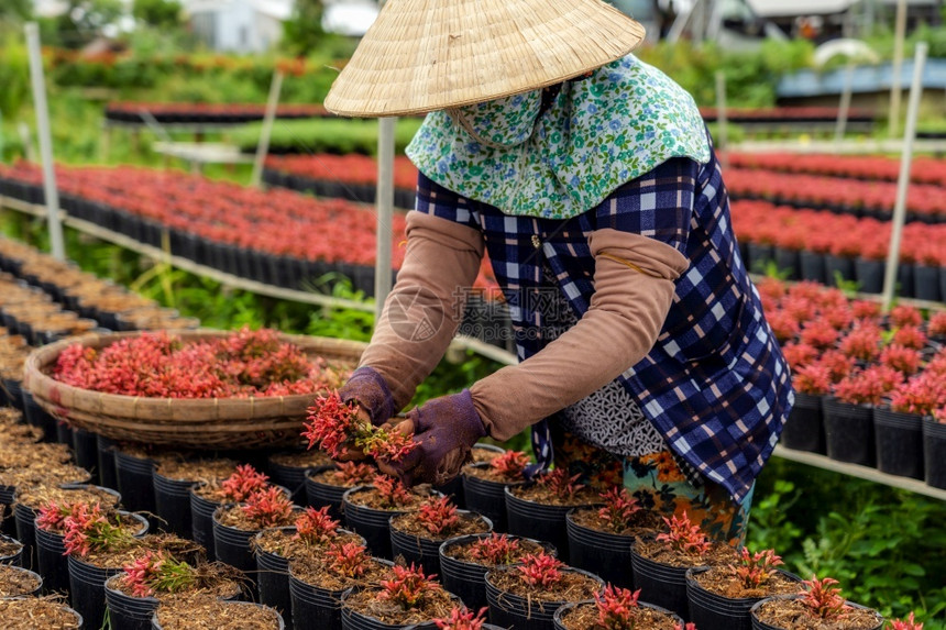亚洲人剪子在SadecDongThap省vietnam传统和文化概念中与红花园一起工作的农民图片