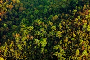 热带植被旅行森林的空中观察图片