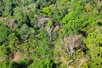 森林的空中观察树木多于地质森林图片