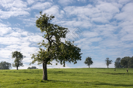 土地单树蓝色天空和白云为的高场地背景图片