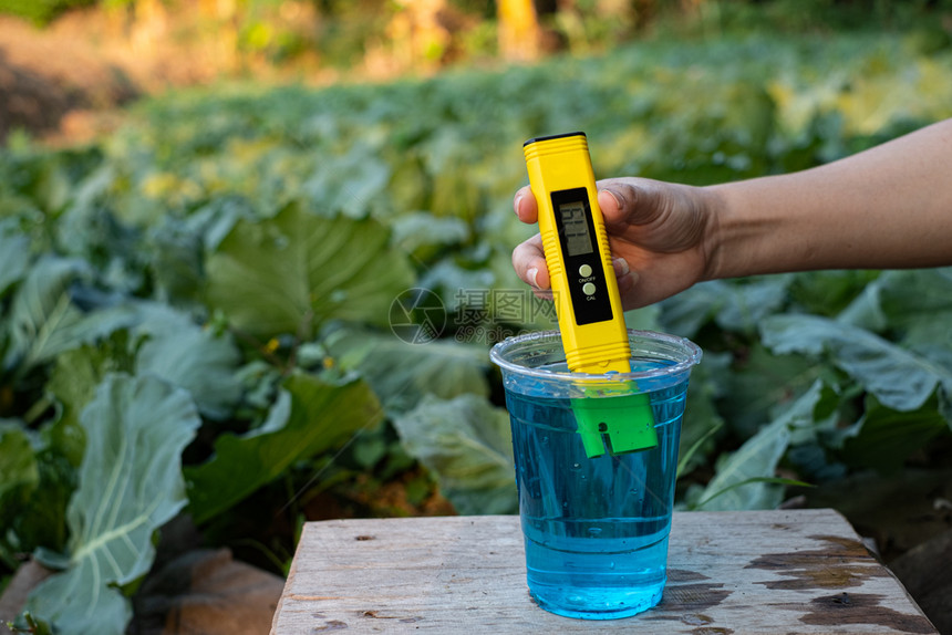 农场在一个杯中测量液态肥料在生菜工厂背景上用数字PH计量表中立显示的杯子里测量液态肥料植物新鲜图片
