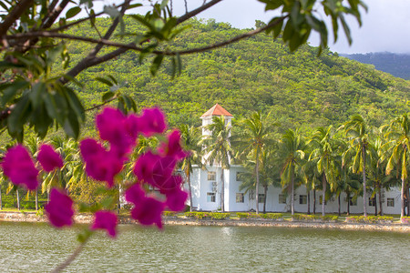 在别墅放暑假美丽的背景鲜花和棕榈叶衬套太阳酒店图片