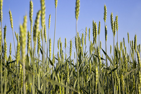 春季或初夏时小麦田有绿色植物产量高但谷物尚未成熟小麦田风景优美早期的图片