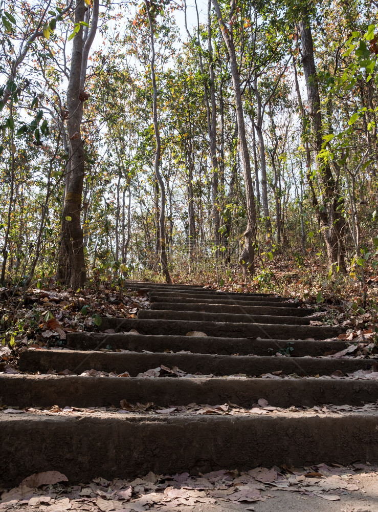 在公园内攀登高山的自然通道混凝土楼梯公园荒野风景柚木图片