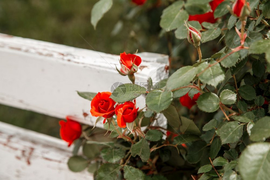 爱浪漫的红玫瑰在公园选择焦点的白色木板凳旁女孩图片