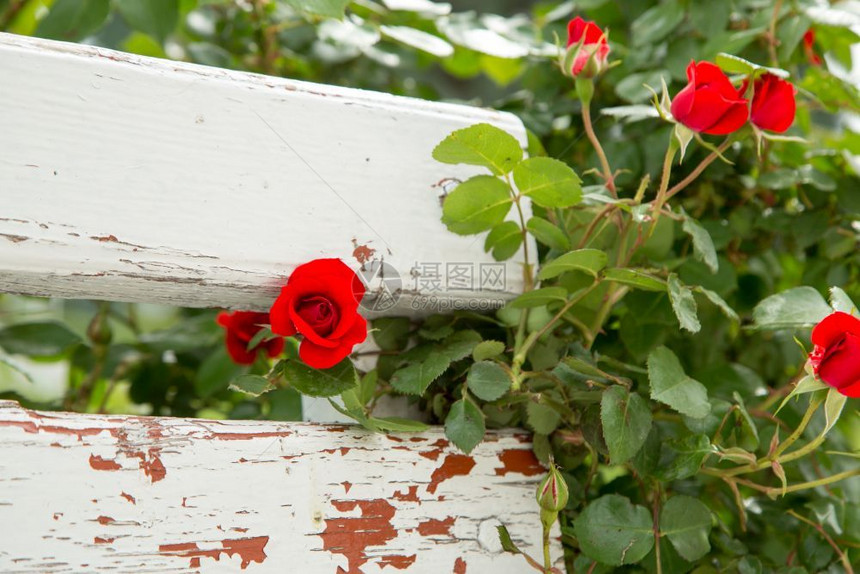 可选择的红玫瑰在公园选择焦点的白色木板凳旁绿自然图片