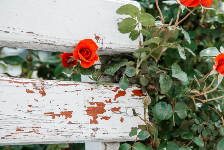 花朵红玫瑰在公园选择焦点的白色木板凳旁新鲜的婚姻图片