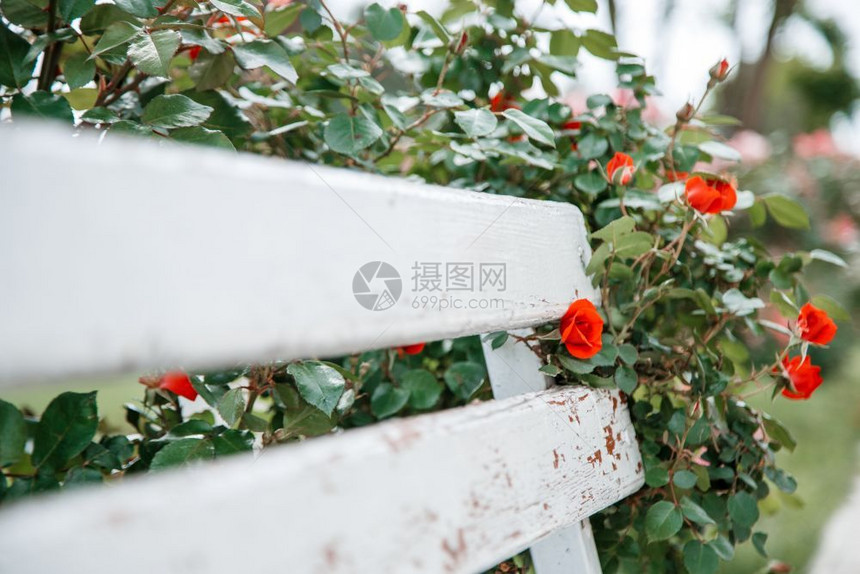 花朵木制的红玫瑰在公园选择焦点的白色木板凳旁户外图片