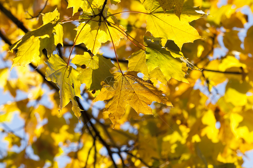 秋季一棵树上的叶子图片