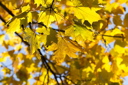 秋季一棵树上的叶子图片