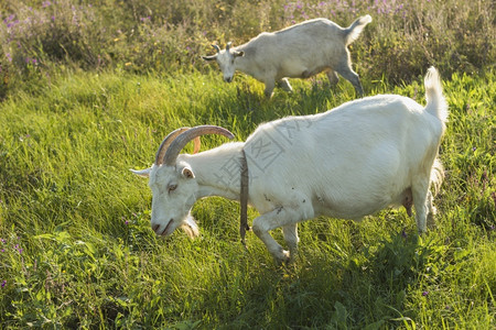 喂养白山羊集体农场饮食印度人团体图片