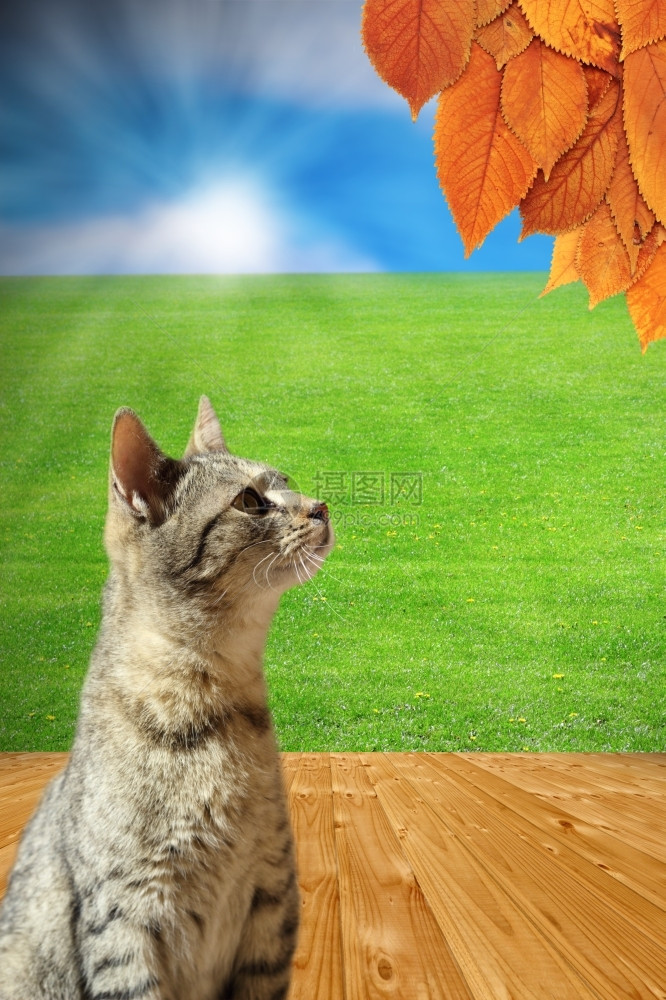 未来秋即将到概念是带条纹的猫看着从后院木地板上的树站立在木板地上的枯叶子而夏天还在这里生物地面图片