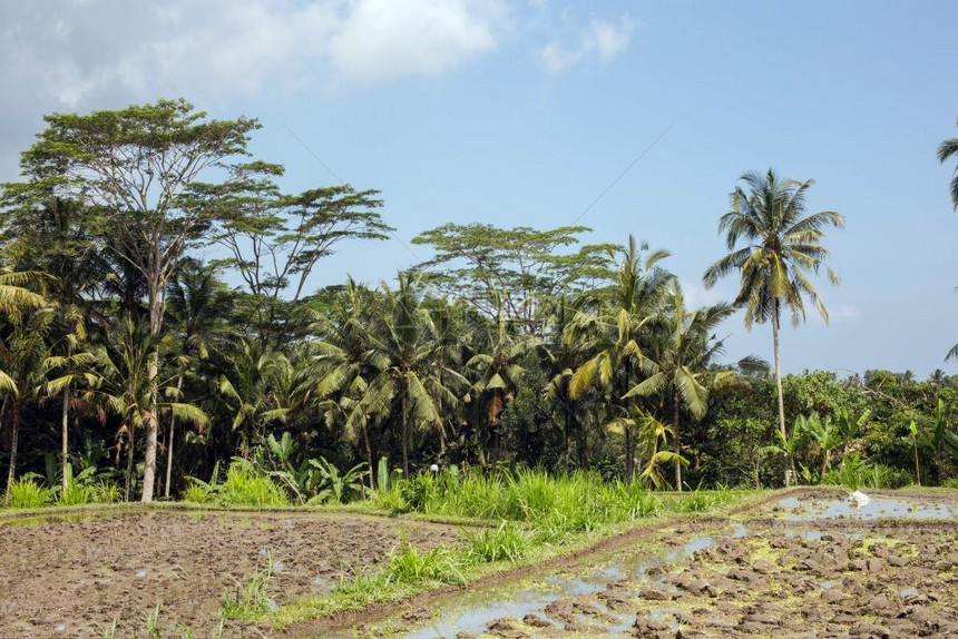 热带雨林棕榈树和稻田景色惊人乌布德巴厘岛印度尼西亚风景热带丛林棕榈树和稻田景色令人惊叹印度尼西亚巴厘岛乌布德灌溉字段种植园图片