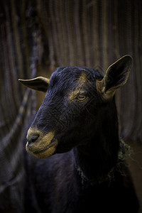 为了新的看动物农场羊哺乳动物家畜羊毛和奶制品生产的细节动物农场的羊图片