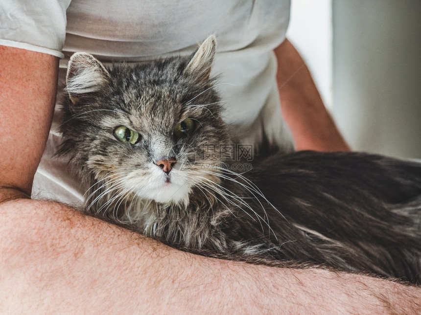 躺在怀里的猫咪图片