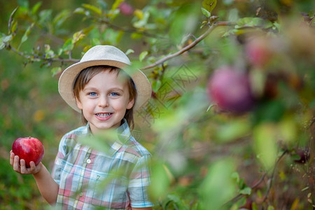 在果园里采摘苹果的男孩图片