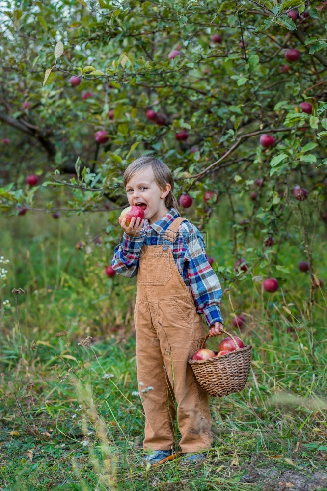 果园里采摘苹果的小男孩图片