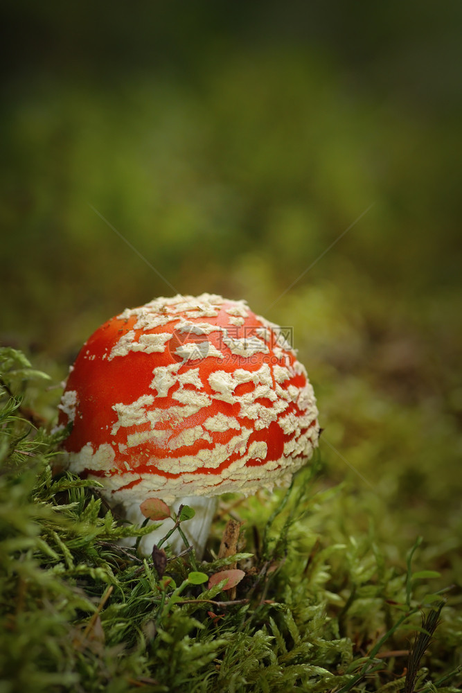 颜色毒阿曼尼塔穆斯卡里亚山林的苔上生长多彩鲜花苍蝇落下图片