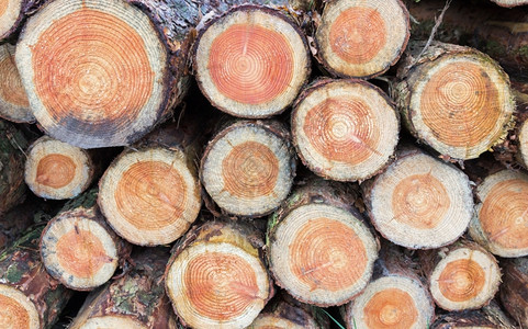 叉冬季烧焦时堆在一起的松树干横截口段戒指木桩图片