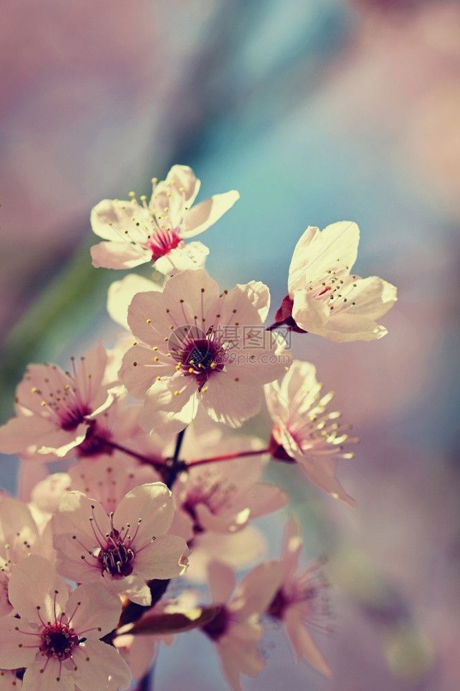 温和的美丽日本樱桃花季节背景外出天然模糊的背景在阳光明媚的春日盛开花树四月分支图片