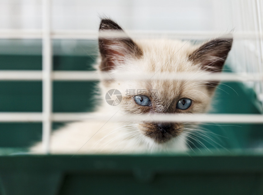 婴儿一群无家可归的动物小猫从牢笼后面看出来在动物收容所的笼子里看着他无家小猫沮丧弃图片