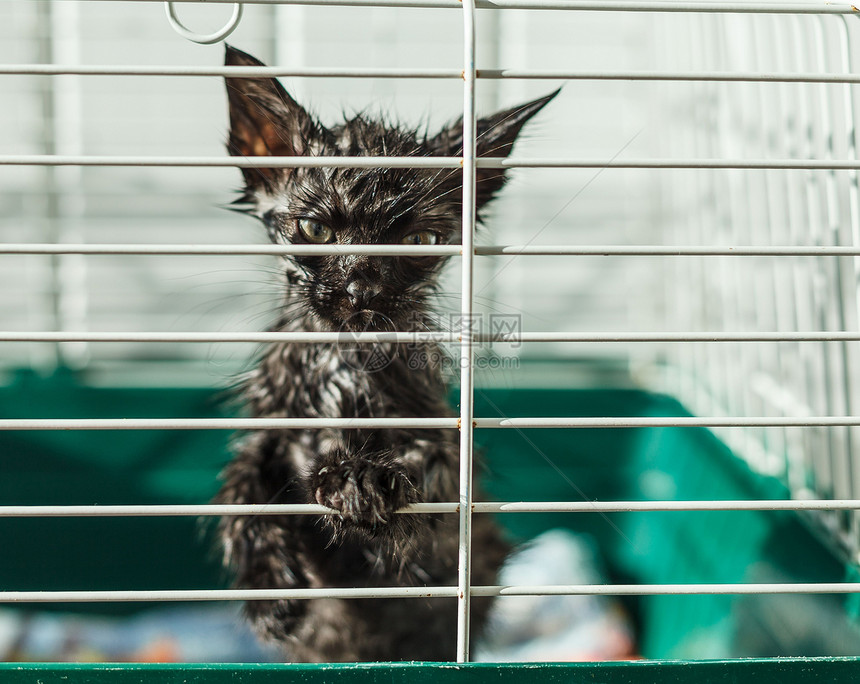 磅绝望酒吧在动物收容所的笼子里无家可归小猫无家可归的动物系列小猫咪从笼子的栅栏后面向外看图片