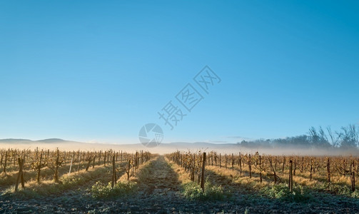 在北高加索的葡萄园上冬日升雾从山中降下到葡萄园明蓝的天空冬旅行葡萄酒背景