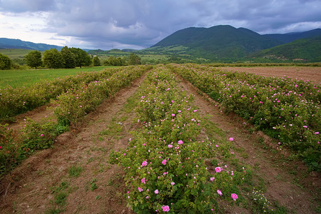 卡赞勒克特别的象征保加利亚玫瑰谷的美丽保加利亚达马斯克玫瑰团座落于保加利亚玫瑰谷绿色背景