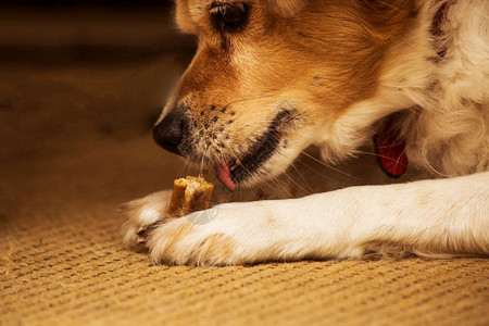 狗吃开胃饭咀嚼玩具骨头狗喂食物的有趣吃快餐食物可爱的脸宠图片