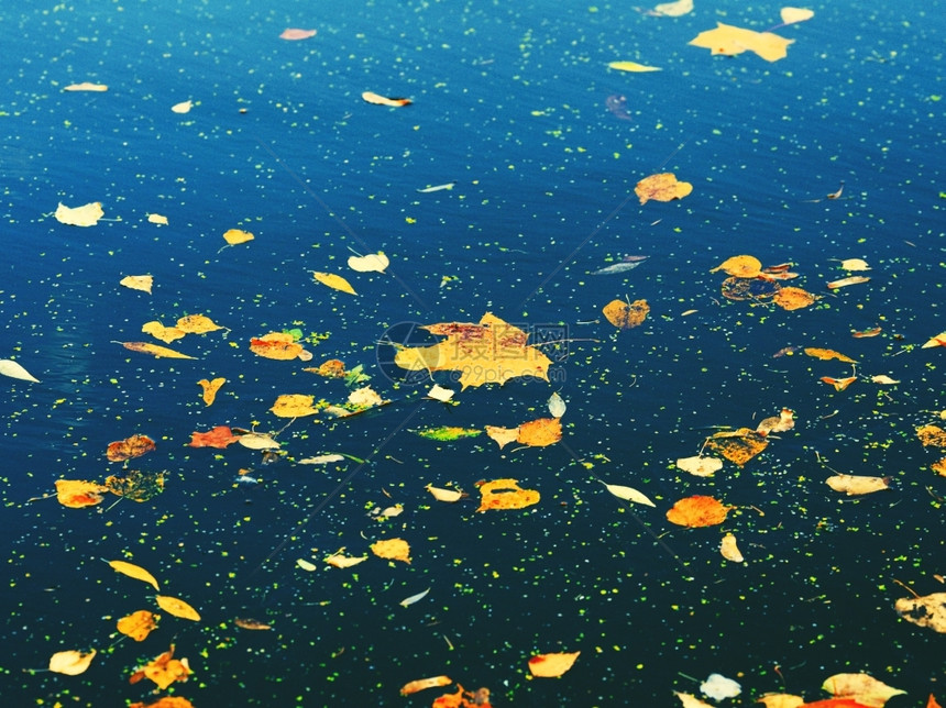 秋季水上金黄色的落叶图片