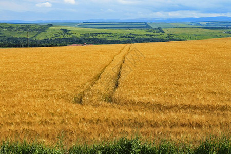 秋季金黄色的稻田图片