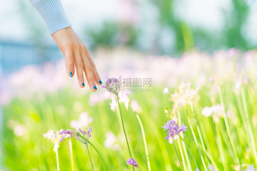 自然田里的女人和鲜花用手摸紫花带复制空间颜色接触图片