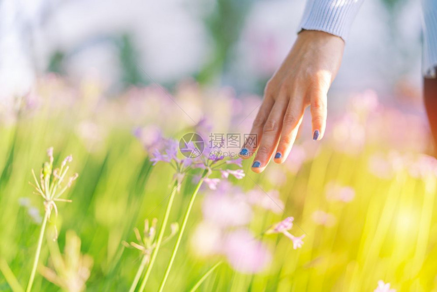 松弛时尚森林田里的女人和鲜花用手摸紫花带复制空间图片