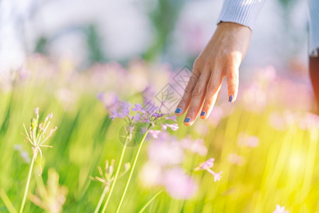 松弛时尚森林田里的女人和鲜花用手摸紫花带复制空间图片
