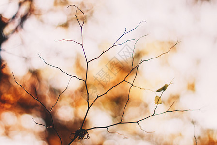 秋冬干枯的树枝背景图片