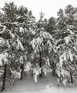 自然冬季森林中的松树照片在寒冻中的松树在多云天气中拍摄白色的新鲜图片