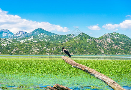 巴尔干景观旅行在阳光明媚的夏日Scadar湖里鸟在捕中黑山在捕时图片
