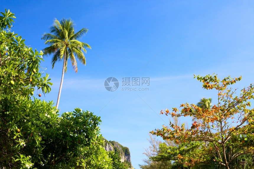 天堂照片蓝色空背景的绿泰伊树图片