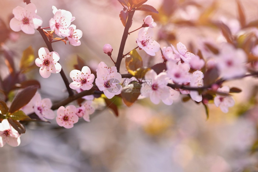 分支健康柔软度美丽的日本樱桃花背景春日有朵的图片