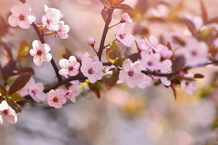 分支健康柔软度美丽的日本樱桃花背景春日有朵的图片