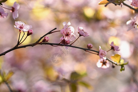 美丽的日本樱桃花背景春日有朵的柔软新投标图片