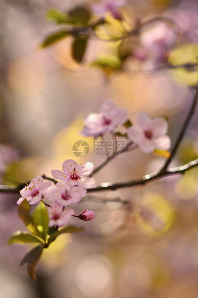 模糊美丽的日本樱桃花背景春日有朵的盛开分支图片