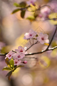 模糊美丽的日本樱桃花背景春日有朵的盛开分支图片