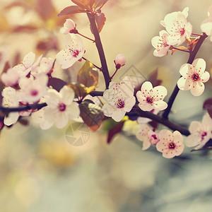 天美丽的日本樱桃花背景春日有朵的温和天图片