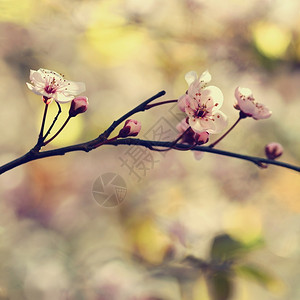 植物群粉色的美丽日本樱桃花背景春日有朵的图片