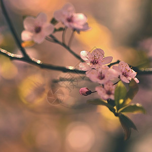 四月植物美丽的日本樱桃花背景春日有朵的新鲜图片