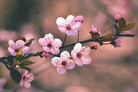 芽植物学美丽的日本樱桃花背景春日有朵的植物群图片